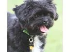 Adopt Jinx a Black - with White Shih Tzu  Mixed dog in Fallbrook