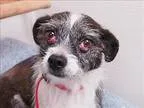 Adopt Devina a Jack Russell Terrier  Mixed dog in Portland OR (1
