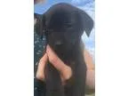 Adopt Hazel a Labrador Retriever