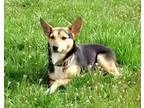 Father and son dogs need forever loving home