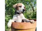 Adopt PUPPY CECIL a Australian Cattle Dog Mixed dog in Franklin