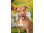Adopt Brutus a Pit Bull Terrier