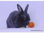 Adopt Lily a Bunny Rabbit