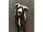 Adopt Sweetie and Shadow a Labrador Retriever
