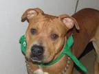 Adopt Ace a Pit Bull Terrier