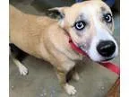 Adopt Tropical a Husky