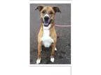 Adopt Bruce a American Staffordshire Terrier