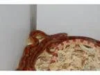 Adopt Corn Snake a Snake