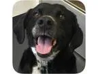Adopt Earl a Labrador Retriever