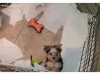 Tea Morkie