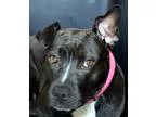 Adopt Petunia a Black - with White American Pit Bull Terrier  Mi