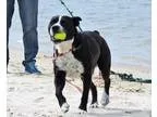 Adopt Ollie a Boxer Terrier