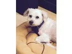 Adopt Stevie a White Poodle (Miniature)  Mixed dog in Staten Isl