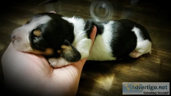 Female Dachshund puppies