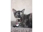 Adopt Punkin a Calico or Dilute Calico Domestic Shorthair  Mixed