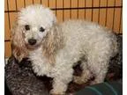 Adopt Salt (must be adopted with Pepper) a Poodle