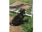 Adopt Romeo a Black Labrador Retriever  Mixed dog in Rexford NY 