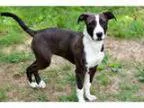 Adopt PUPPY COOKIE a Black - with White Labrador Retriever Bord