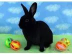 Adopt Aria a Dwarf