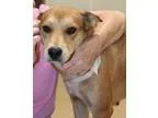 Adopt Jenny a RedGoldenOrangeCh estnut - with White Labrador Ret