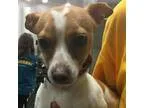 Adopt Max a White - with Tan Yellow or Fawn Jack Russell Terrier