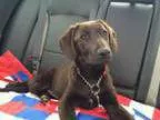 Adopt Maggie a Labrador Retriever Chocolate Labrador Retriever