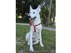 Adopt Lucien a White Siberian Husky  Mixed dog in Clearwater FL 