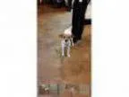 Adopt Bingo a Jack Russell Terrier