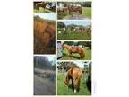 2004 Apha Gelding