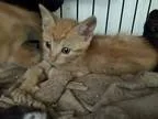Adopt Grant a Orange or Red Domestic Shorthair (short coat) cat 