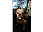Adopt Lucy a Shih Tzu