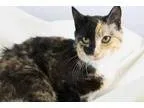 Adopt Schyler a Domestic Short Hair