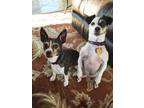 Experienced Groomer
