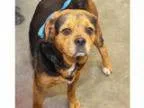 Lily - Female Domestic Shorthair Mix