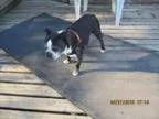 Adopt Boogie a Boston Terrier