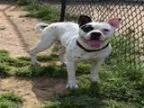 Adopt BOSON a Boston Terrier Pit Bull Terrier Mixed dog in Atl
