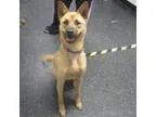Adopt Bubba a Shepherd (Unknown Type)  Mixed dog in Menands NY (