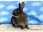 Adopt Mojo a Bunny Rabbit