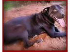 Adopt Shirley a Labrador Retriever