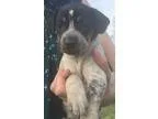 Adopt Pinky a Labrador Retriever