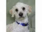 Adopt VESPA a Poodle (Miniature) Mixed dog in Pt. Richmond CA (