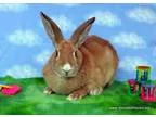 Adopt Amanda a Bunny Rabbit