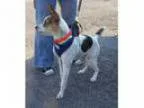 Adopt Jax a Jack Russell Terrier