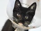 Adopt Sugar a Black (Mostly) Domestic Shorthair (short coat) cat