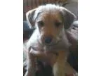 Adopt Gala a Terrier