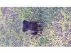 Adopt Leia a Black Miniature Pinscher Mixed dog in Spring TX (