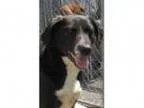 Adopt Alberta a Pointer Labrador Retriever