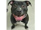 Adopt Batman a Black - with White American Staffordshire Terrier