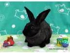 Adopt Lollipop a Bunny Rabbit