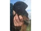 Adopt Bear(L)(90 lb) Great Family Pet a BrownChocolate Labrador 